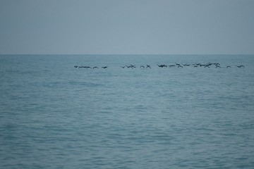 Obraz premium Birds over sea. Spring season. Rainy day.