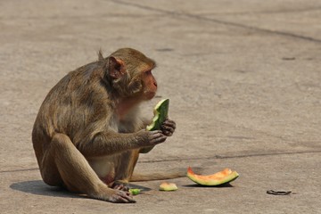 Monkeys,  live at public Thailand park  Asia,  it is eating food.