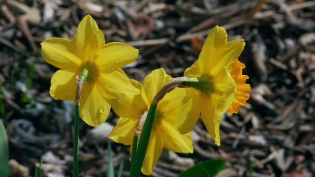 Close up of daffodills