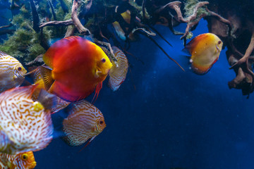 Colorful Discus Fish swimming in the aquarium