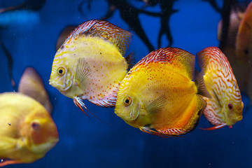 Colorful Discus Fish swimming in the aquarium