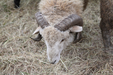 a head of a sheep living in a farm
