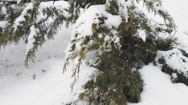 Branch thuja cypress tree covered with snow during blizzard. 4k 30fps video. Dynamic scene.