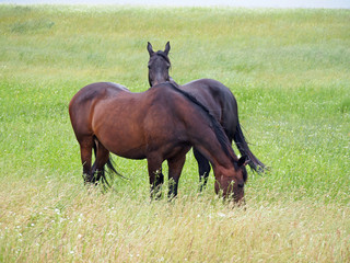 Two mare grazed on green pasture