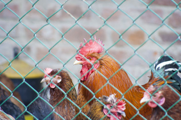 A handsome proud cock, lives on a farm. Farmer's cock
