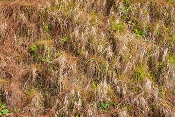 Yellow autumn grass with brown leaves