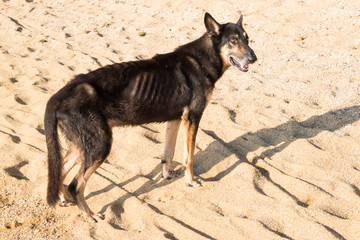 abgemagerter Hund am Strand