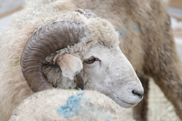 a head of a sheep living in a farm