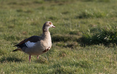 Eine mittlerweile in Deutschland heimisch gewordene Nilgans auf einer Wiese im Januar