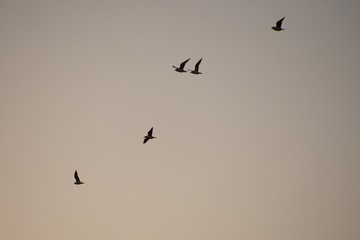 Seagulls in the colored evening sky