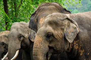 Fototapeta na wymiar Asia elephant face, close up