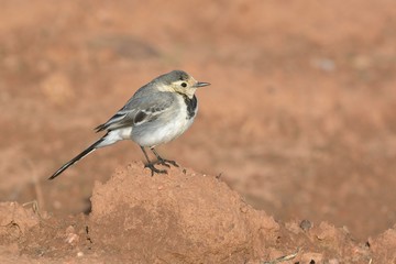 White Wagtail (Motacilla alba), Greece