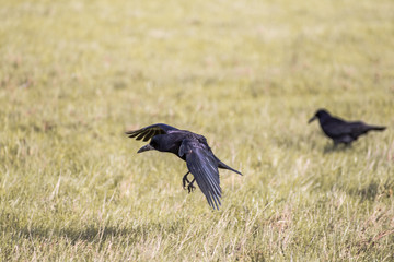Flying