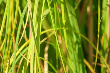 Yellow and green leaves of the elefant grass close up