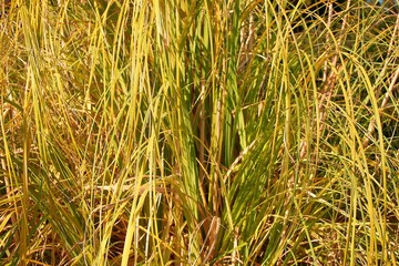Yellow and green leaves of the elefant grass close up