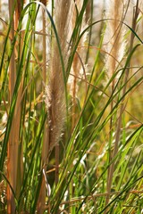 Yellow ears of elefant grass against a clear blue sky background