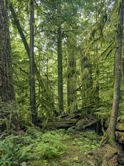 Obraz premium Canadian rain forest