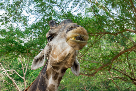 Cute picture of the giraffe with green tree at back, in the act of masticate the food, selected focus at  the eye