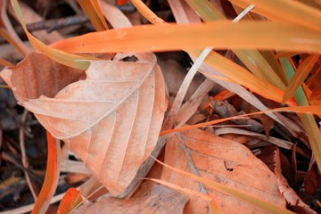 Autumn yellow leaves on an orange grass in a forest. Autumnal abstract background.