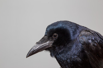 Crow (raven, jackdaw, rook) portrait in extreme detail portrait in extreme detail