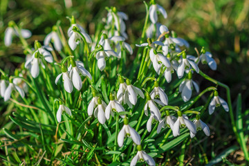 Fototapeta premium Some snowdrops in the wild on a field