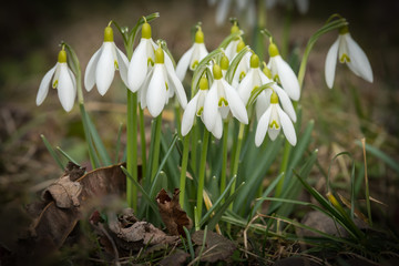 A group of snowdrops in the garden in spring