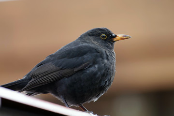 Nahaufnahme von einer männlichen Amsel