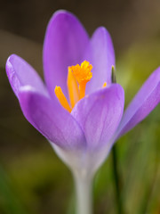 Closeup of a purple crocus blossom in the garden