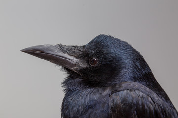 Crow portrait in extreme detail.