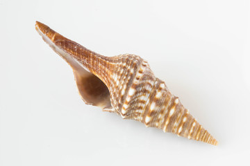 A beautiful sea shell