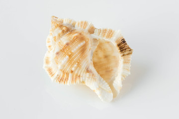 A beautiful sea shell