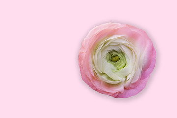 Flower head  light pink rose / peony / buttercup on a gentle pink background, top view, with free space and space for text.