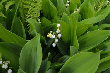 Flowering lily of the valley among ferns
