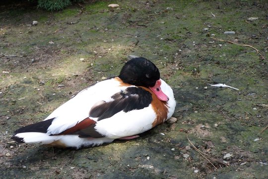 A  brown, black and white duck, a common shelduck