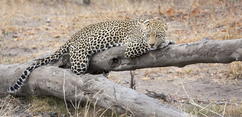 Fototapeta na wymiar Leopard resting on a fallen tree log rest after hunting