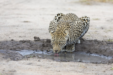 Leopard drinking water from small pool after hunting