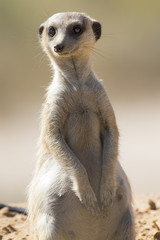 Suricate keeps a lookout at its den in sandy soil of the Kalahari
