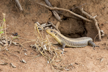 Giant Plated Lizard lying in the sun close to his hole in termite mound