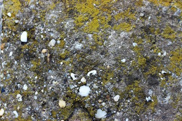 Obraz na płótnie Canvas old concrete and moss