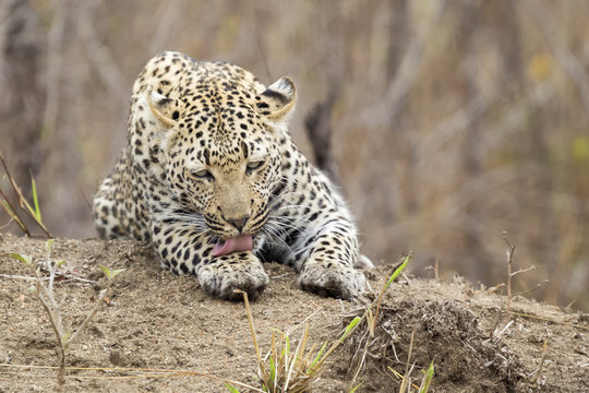Lone leopard lay down resting on an anthill in nature during daytime