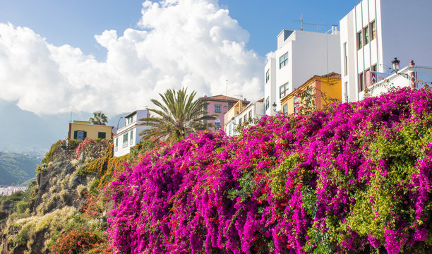 Blumen in Santa Cruz de La Palma