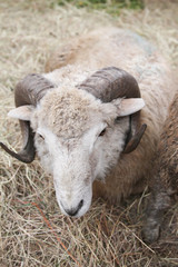goat closeup portrait in a 
farm