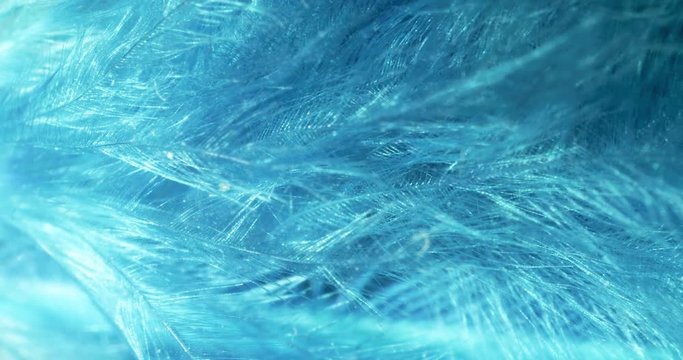 Feather close up  4K video. 
