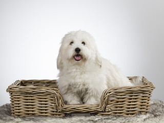 Cute havanese dog portrait. Image taken in a studio with white background. 