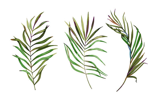 Tropical  leaves set. Vector illustration. Isolated image
