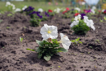 Seedling of white petunia flowers, planted on the ground flower beds.