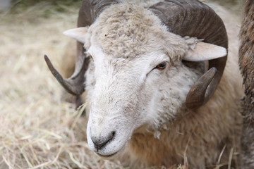 a head of a sheep living in a farm