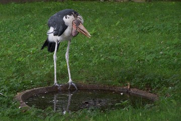 The black and white marabou stork standing by water 