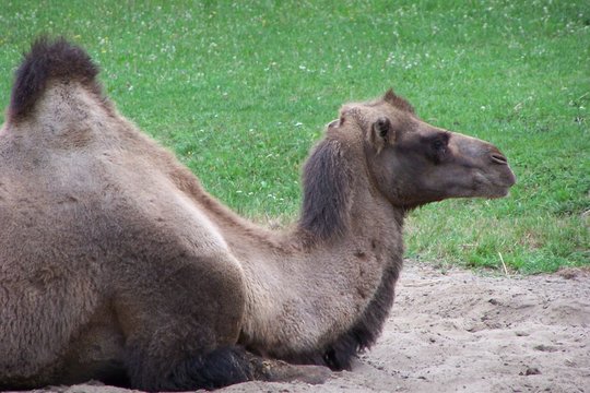 A bactrian camel with two humps lying on sand