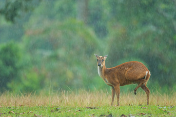 Naklejka na ściany i meble Muntjac grazing on a grassland in the rain